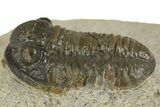 Detailed Proetid (Gerastos) Trilobite Fossil - Morocco #340253-3